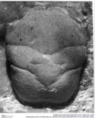 Historisches Foto von Pithonoton sp. (NHMW-AFW-GEO-BACHMAYER-FOTO-1990-0041-2490)